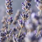Lavendel bath ritual för stress relief och mental avkoppling