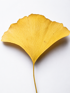 Applicering av ELYO Antioxidant Ginkgo Booster