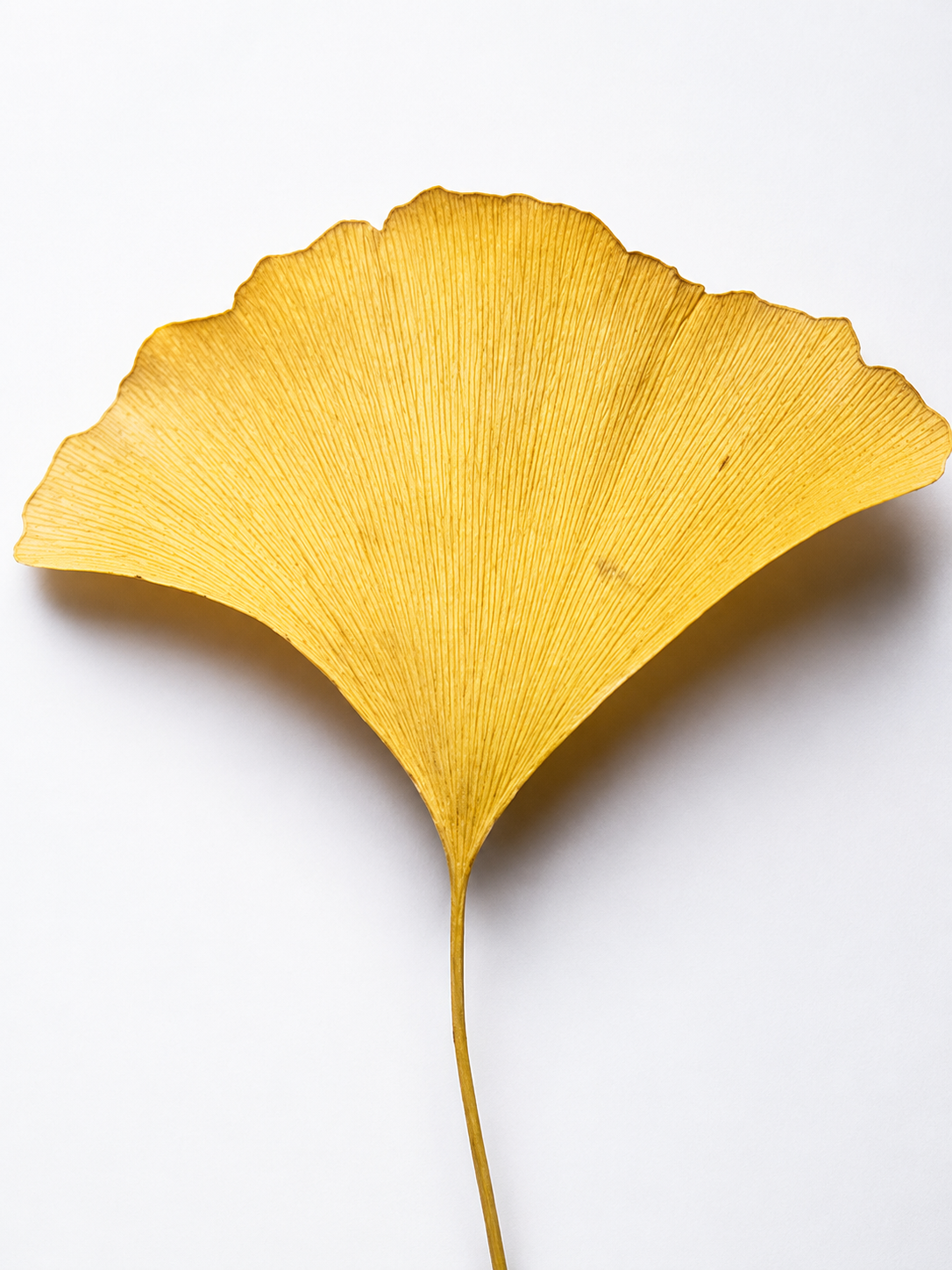 Applicering av ELYO Antioxidant Ginkgo Booster